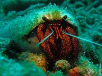 Bali - Gawana Extra Divers  - Krabbe
