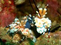 Bali - Gawana Extra Divers - Unterwasserwelt