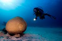 Brain coral Brain coral