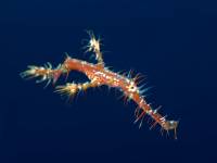 Extra Divers Aqaba - Harlekin Geisterpfeifenfisch