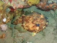 Extra Divers Aqaba - Red Sea Toadfish