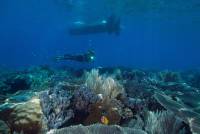 Extra Divers Cape Paperu Extra Divers Cape Paperu