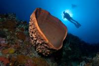 Extra Divers Cape Paperu Extra Divers Cape Paperu