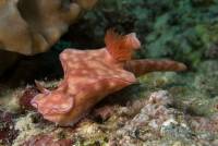 Extra Divers Cape Paperu Extra Divers Cape Paperu
