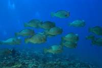 Extra Divers Cape Paperu Extra Divers Cape Paperu