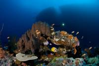 Extra Divers Cape Paperu Extra Divers Cape Paperu