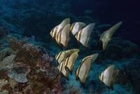 Extra Divers Cape Paperu Extra Divers Cape Paperu