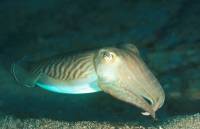 Extra Divers - Cuttlefish