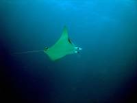 Extra Divers Gran Canaria - Mobula