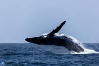 Extra Divers Mirbat - Humpback whale