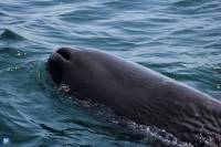Extra Divers Mirbat  - Sperm whale