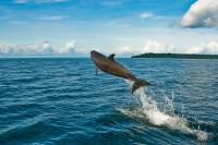 Extra Divers Nunukan - Dolphin