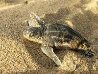 Seaturtle Seaturtle