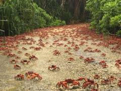 ACHTUNG CRABS X-ING! ACHTUNG CRABS X-ING!