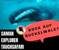 Bock auf Buckelwale? Bock auf Buckelwale?