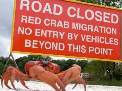 Christmas Island MEGA Angebot Christmas Island MEGA Angebot