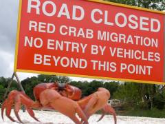 Christmas Island Red Crab Migration 2022