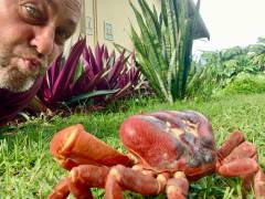 Crab kissing on Christmas Island Crab kissing on Christmas Island