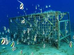 Extra Divers Equinox: Artificial reefs for sea creatures Extra Divers Equinox: Artificial reefs for sea creatures