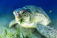 Neue Specialty-Kurse bei Extra Divers Fayrouz Neue Specialty-Kurse bei Extra Divers Fayrouz