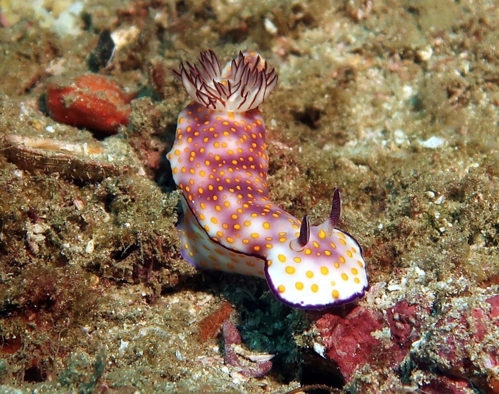 Nudi