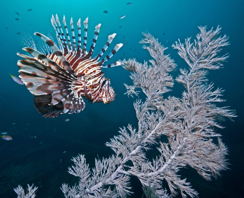 Red lionfish 2