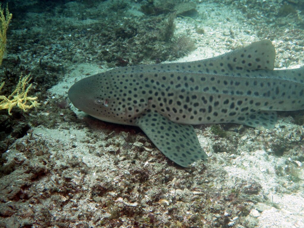 Zebra shark