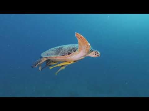Video preview image: Extra Divers: Temple Point / Watamu Kenya / underwater impressions