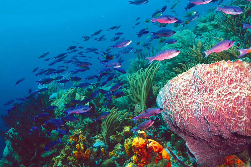 creole-wrasse-Japanese-gds